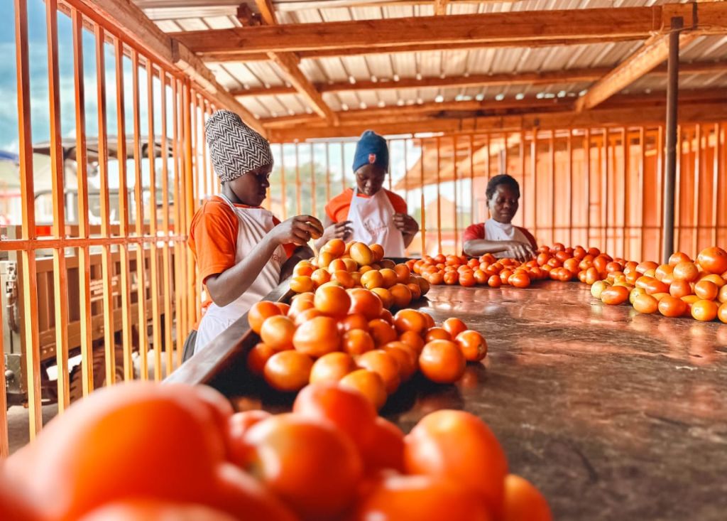 Traford team sorting fresh tomatoes on the packhouse line