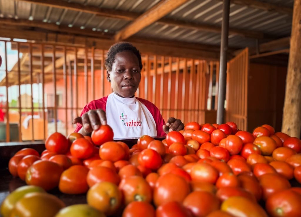 Traford worker in branded apron inspecting fresh tomatoes