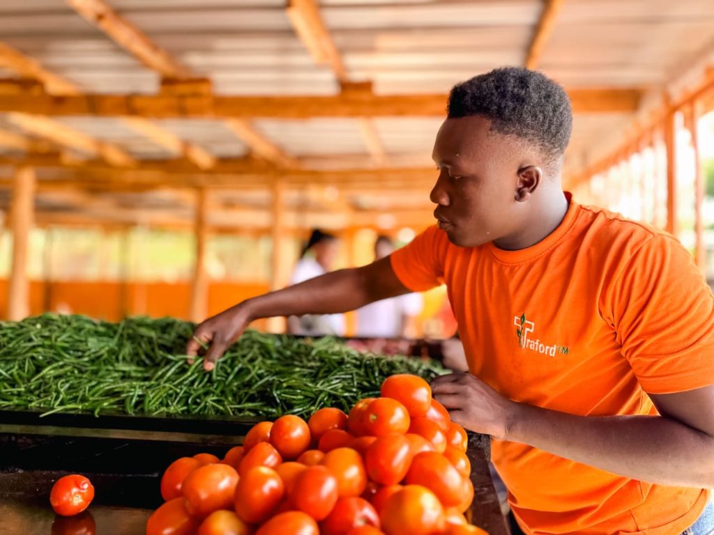 Traford team member in branded orange shirt sorting fresh tomatoes and green chillies in the packhouse