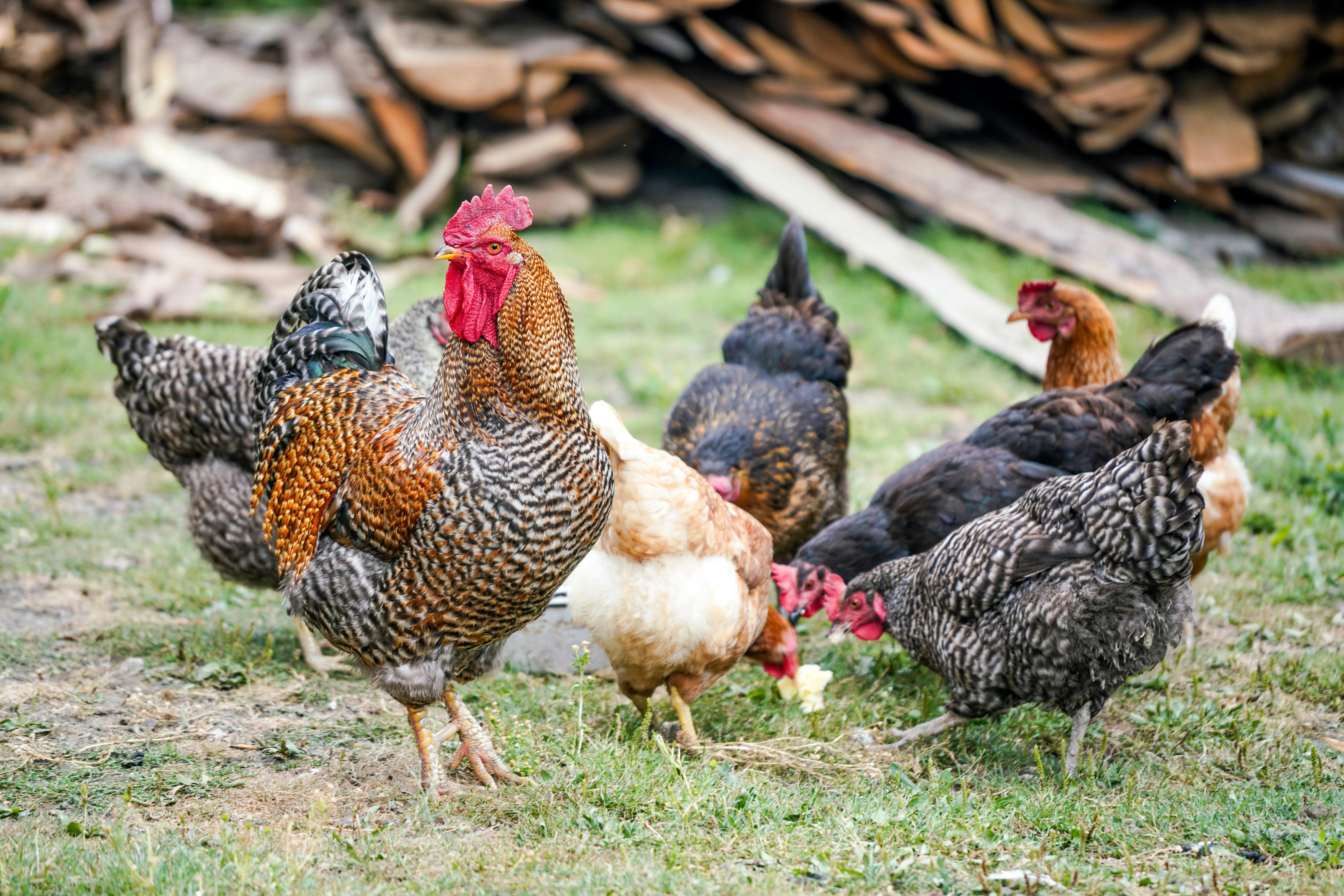 Free-range Chicken