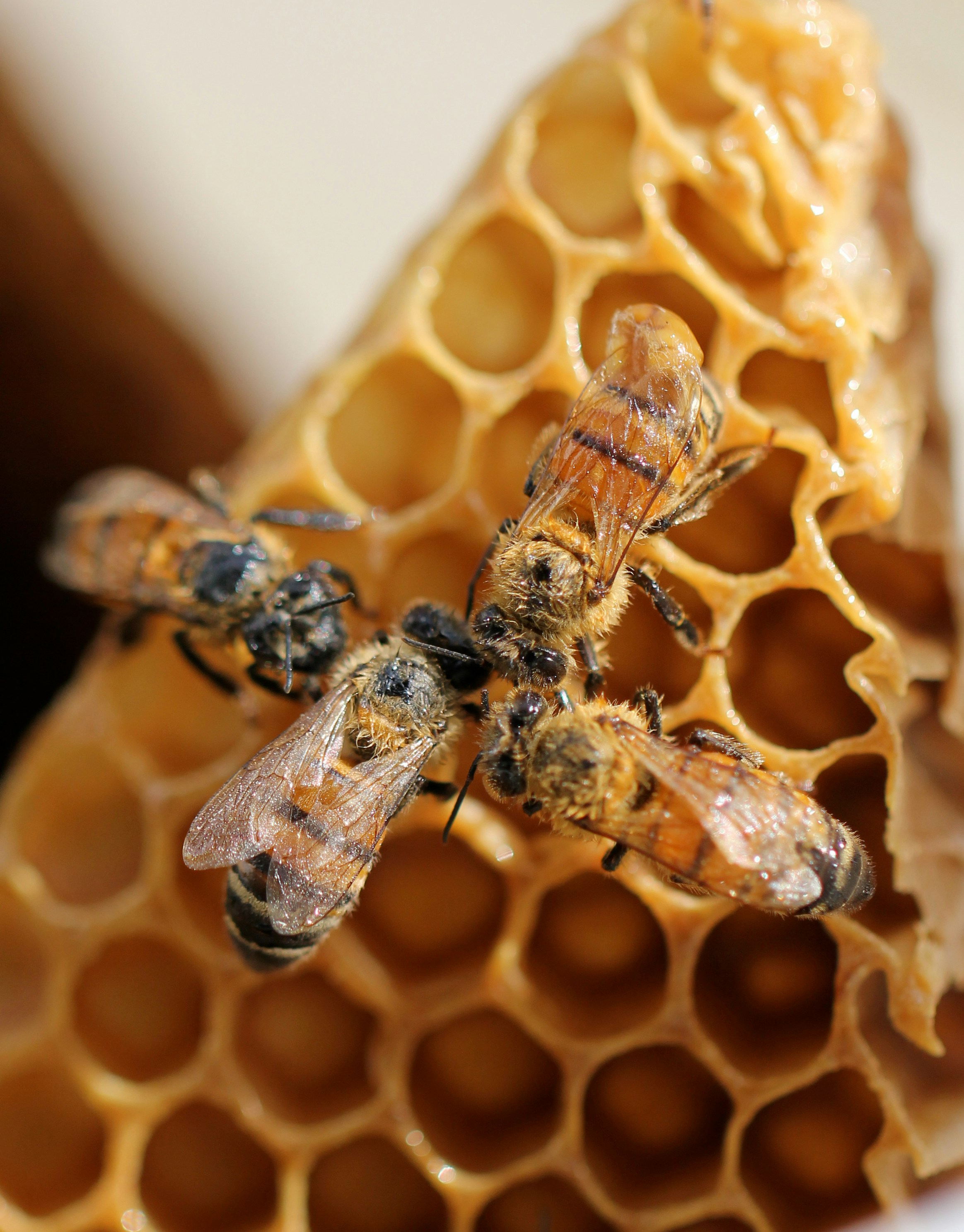 Pure Forest Honey