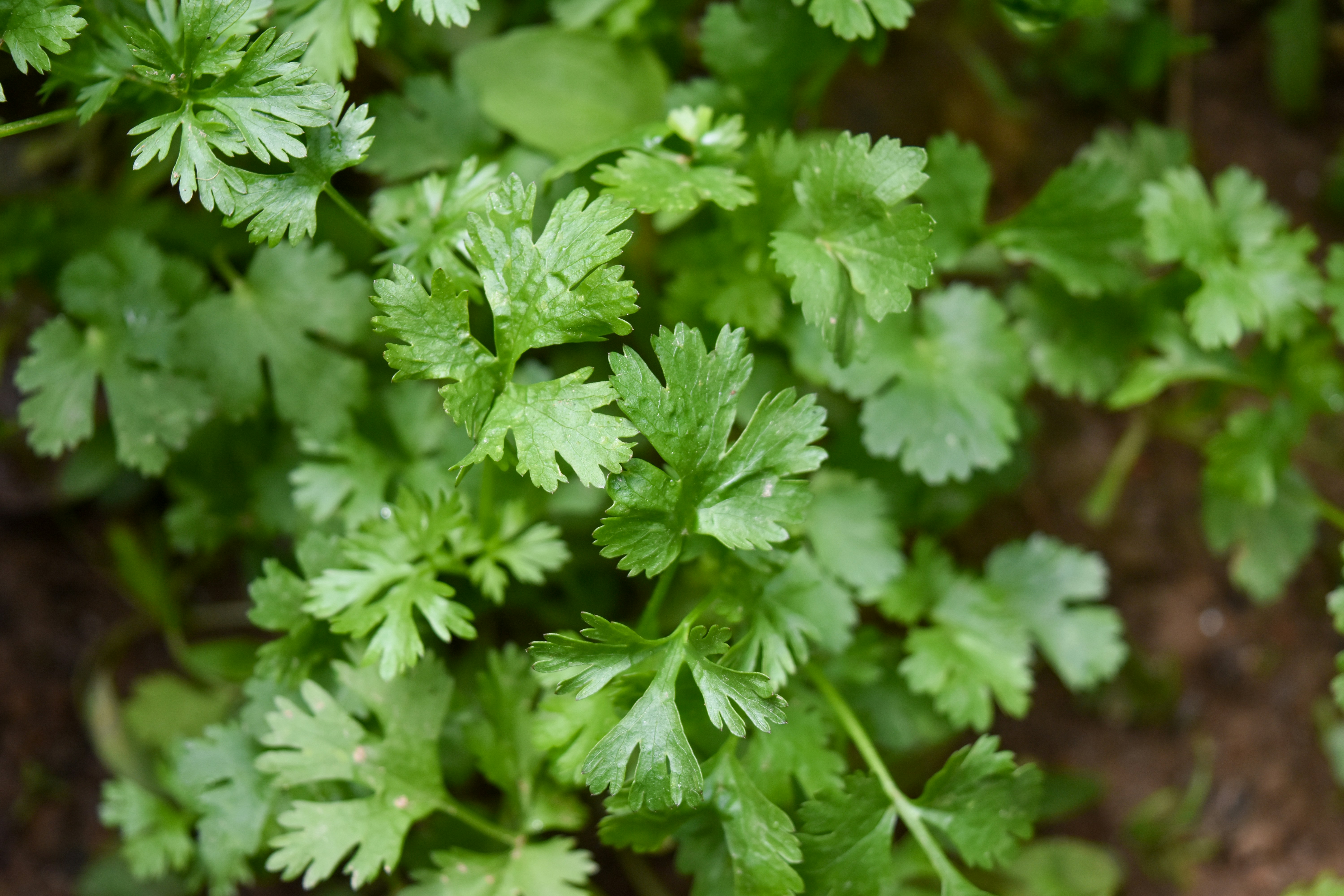 Coriander / Dhania